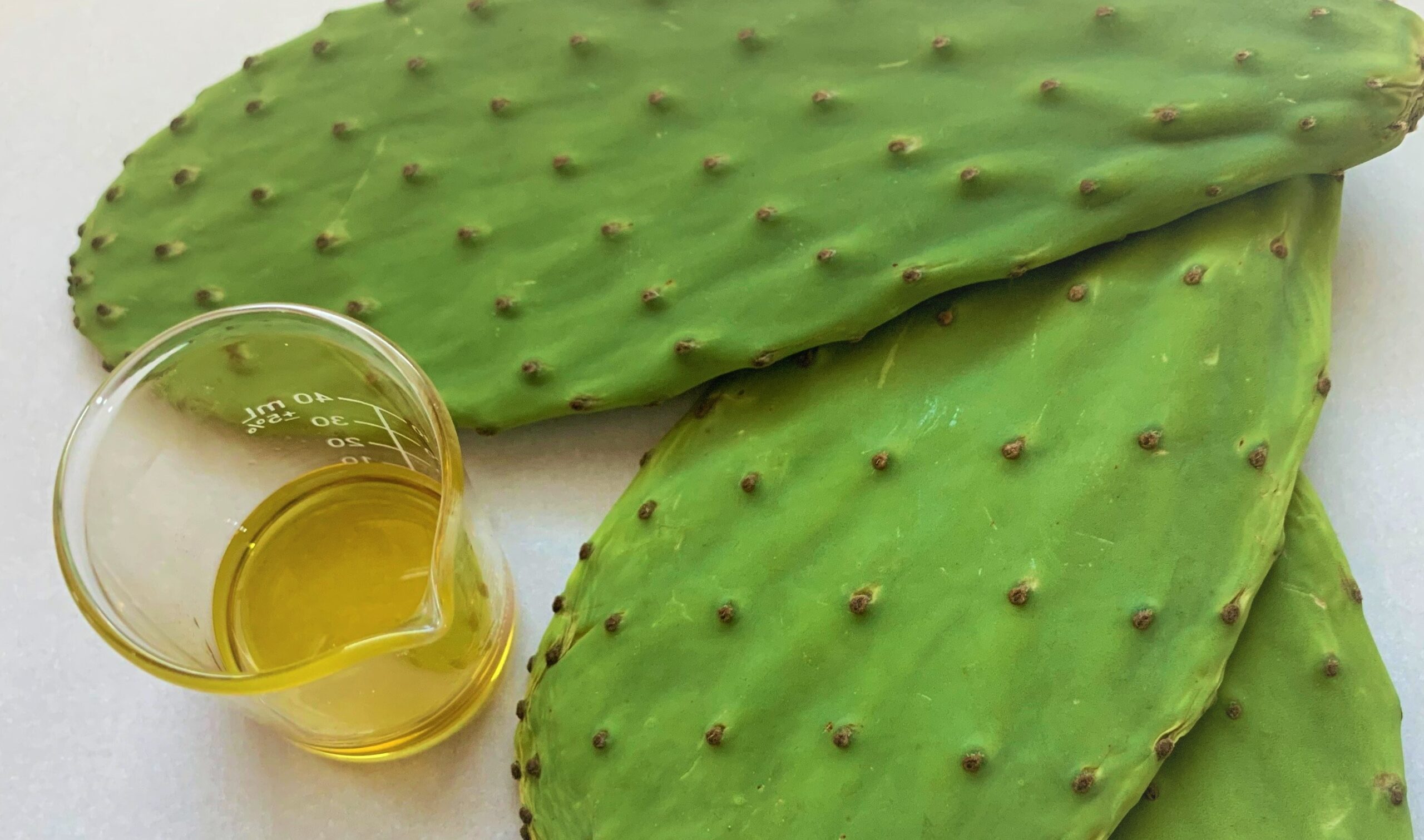 Organic Prickly Pear Seed Oil (ウチワサボテンシードオイル) （INCI: Opuntia Ficus-Indica  Seed Oil） | 食品・化粧品・医薬品 オーガニック原料